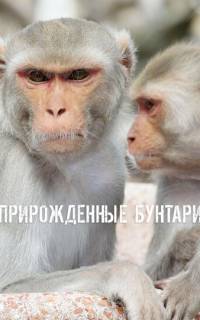 смотреть Прирожденные бунтари