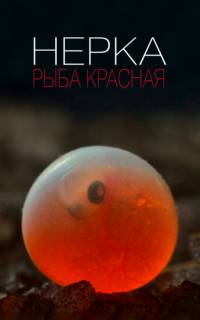 Нерка. Рыба красная
